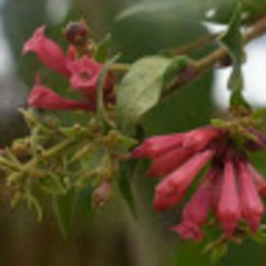 Meet your Posher, Liliam patricia